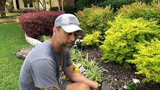 Planting Vinca Flowers Easy StepbyStep Guide [upl. by Atikehs117]