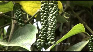 Pepper growing on the vine [upl. by Ailemaj]