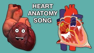 HEART ANATOMY SONG [upl. by Alena]