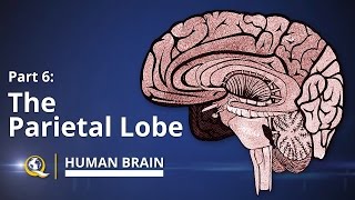 Frontal Lobe Deficits After Traumatic Brain Injury [upl. by Elleinad]