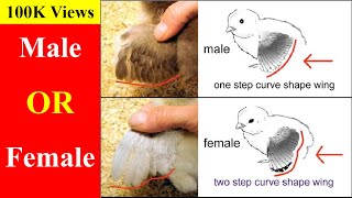 How to Identify Male and Female Chicks [upl. by Ulick]