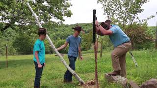 Fixing Up a Fallen Leaning Tree With quotTquot Posts and Bungees [upl. by Michaeline228]