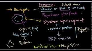 Haemophilus influenzae treatment [upl. by Heady345]