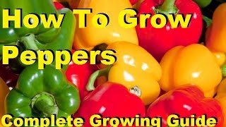 How To Grow Peppers  Complete Growing Guide [upl. by Tserrof]