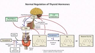 Thyroid Hormones and Thyroid Function Tests [upl. by Betsy729]