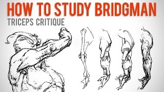 How to Study Bridgman  Student Anatomy Critique [upl. by Eninaej]