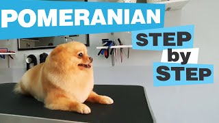 Sweet little POMERANIAN GROOMING CC  Haircut  Bathing  Undercoat removing  How to  Dog salon [upl. by Cheney230]