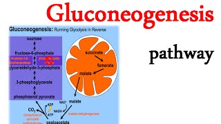 Gluconeogenesis pathway [upl. by Gaeta747]