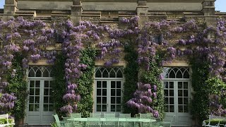 Wisteria Training [upl. by Akyeluz]