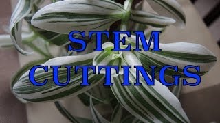 Taking Stem Cuttings  Propagating Tradescantia [upl. by Yornoc]