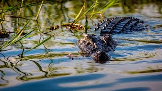 Crocodile eats two beached sharks in Qld [upl. by Osswald]