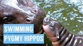 Baby Pygmy Hippo Taking First Swim Compilation [upl. by Ayortal]