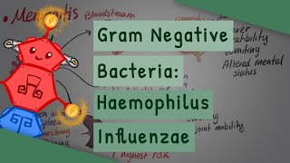 Gram Negative Bacteria Haemophilus influenzae [upl. by Kenrick]