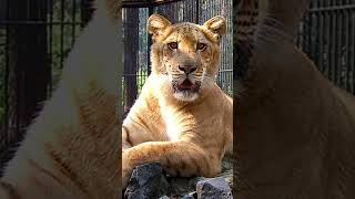 Liger l Worlds Largest Cat Roars into the Spotlight [upl. by Nad]