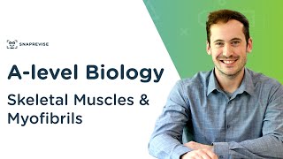 Skeletal Muscles amp Myofibrils  Alevel Biology  OCR AQA Edexcel [upl. by Aer]