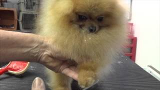 Grooming the Show Pomeranian part one [upl. by Persas]