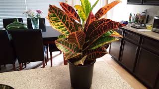 How to care for a Croton Plant  Donna Joshi [upl. by Acisset]