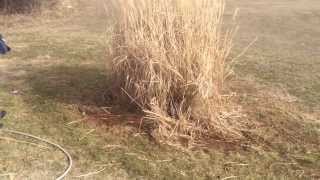 How To Rid a Pampas Grass In 1 Min [upl. by Florella131]