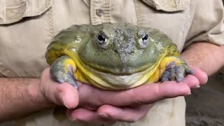 Creature Feature The African Bullfrog [upl. by Selrahc204]