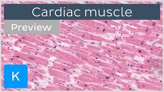 Cardiac muscle characteristics functions and location preview  Human Histology  Kenhub [upl. by Siuluj855]