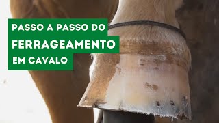 Ferrageamento em Cavalo  Passo a Passo Técnico  Veterinária Consciente [upl. by Annirok]