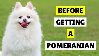 10 Things I Wish I Knew Before Getting a Pomeranian 😱 [upl. by Novanod]