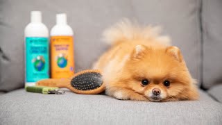 How To Groom Your Pomeranian At Home [upl. by Sira]