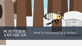 What Do Honeybees Do in Winter [upl. by Yemar]