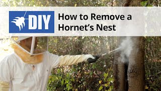 How to Get Rid of Wasps amp Hornets  Nest Removal [upl. by Oicinoid645]