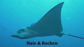 Haie und Rochen [upl. by Guss338]