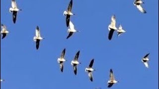 PINK FOOTED GEESE in Flight  Anser brachyrhynchus [upl. by Tristas]