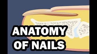 INTEGUMENTARY SYSTEM YOUR NAILS [upl. by Bezanson]