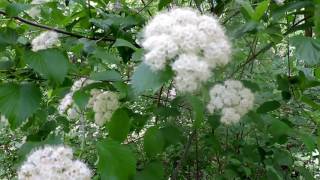 Capital Naturalist Arrowwood Viburnum [upl. by Robertson]