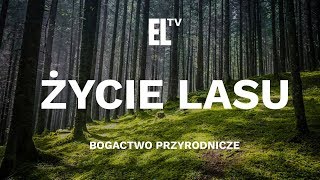 Życie lasu – bogactwo przyrodnicze [upl. by Stace]