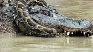 Python vs Alligator 10  Real Fight  Python attacks Alligator [upl. by Ellerud]