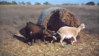 Goat Breeding Time 2015 [upl. by Parik]