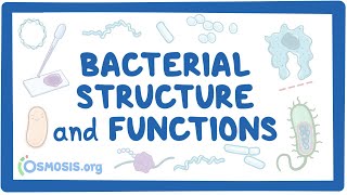 Bacterial Structure and Functions [upl. by Laurene134]