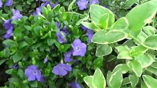 Bowles Common Periwinkle Vinca minor [upl. by Ellard]