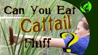 Can you eat cattail fluff [upl. by Donal]