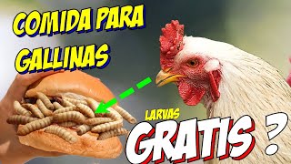 Cómo alimento a mis Gallinas Sin Gastar Ni Un Peso 🫰Así Es COMO en 2024 [upl. by Nangatrad]