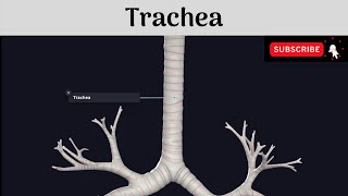 Trachea  Extent  Dimensions  Structure  Relations  Clinical Anatomy Anatomy mbbs education [upl. by Klecka242]