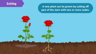 Types of Reproduction in Plants [upl. by Auqeenwahs577]