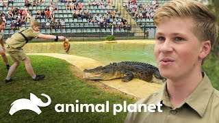 ¡Robert Irwin primera demostración alimentando cocodrilos  Los Irwin  Animal Planet [upl. by Angle185]