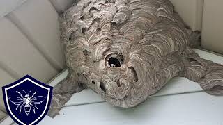 Hornet Nest Removal Downingtown PA [upl. by Korey480]