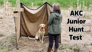 WHAT IS an AKC JUNIOR HUNT TEST  Learn what to expect and prepare for The Retriever Nation [upl. by Beare]