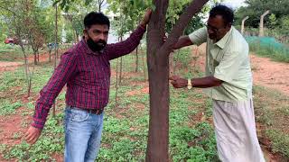 10 Year Sandalwood Tree Analysis [upl. by Nosnaj]