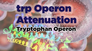 trp Operon Attenuation [upl. by Nolyak791]