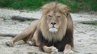 LIONS in India  Wildlife Documentary HD [upl. by Merissa]