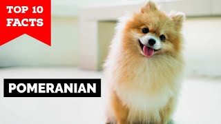 Pomeranian  Top 10 Facts [upl. by Ennaylloh199]