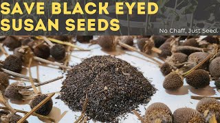 How To Save amp Collect Black Eyed Susan Seeds [upl. by Ainyt994]